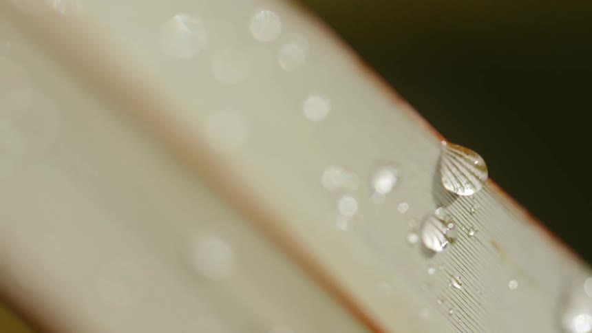 Drops of dew on a stalk