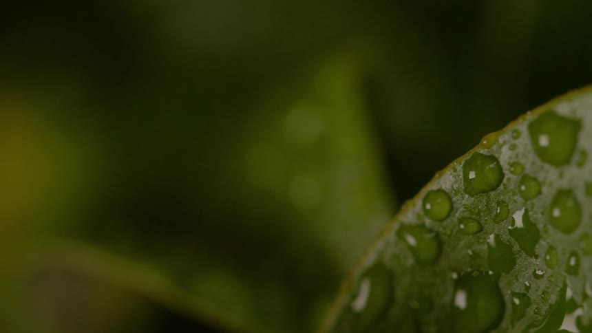 Rain droplets collect on green leaves during a rainstorm