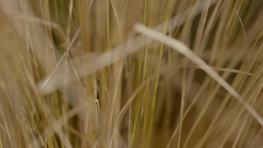 Tall grass blowing in the wind