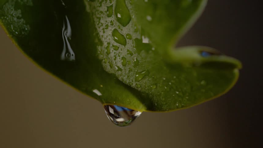 A water droplet falls of a green leaf