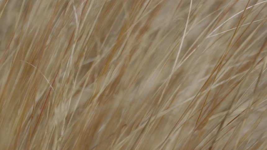Amber brown colored stalks of grass wave in the breeze