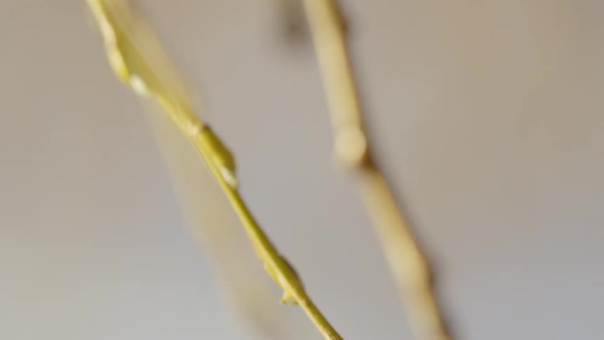 Stems of a flower