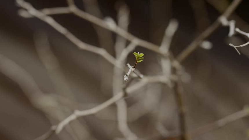 New leaf grows on bare branches