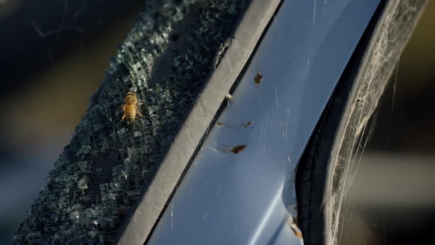 A bee stands on distressed part of car