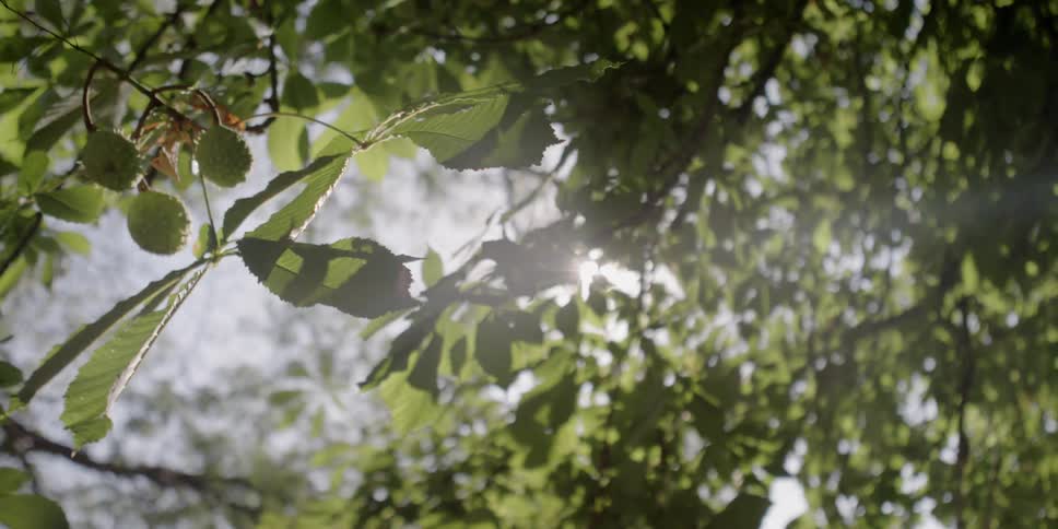The sun shines through the leaves of a tree
