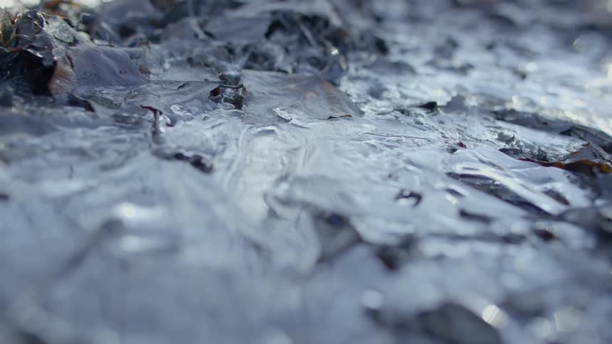 The light shines and reflects off wet fallen leaves