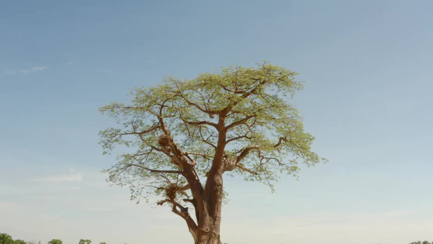 A lone tree on a large plain