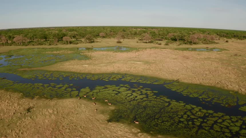 The swamps are covered with green on a cloudy day