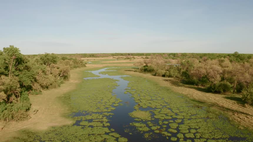 A swamp with trees and the sky in the background