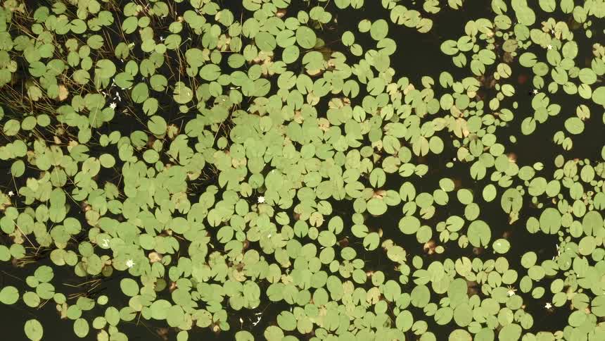 Lily pads on a pond