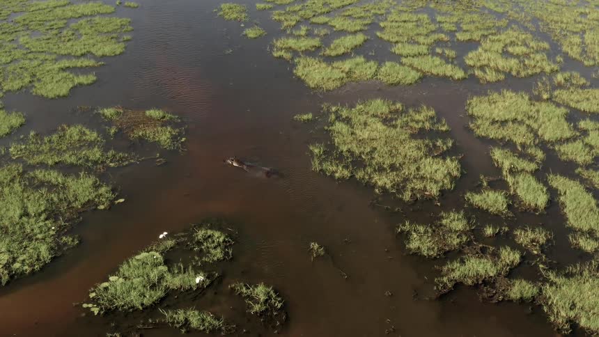 Footage of birds flying over a marsh