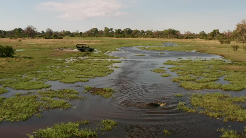 Hippopotamus swimming on marsh near to all terrain vehicle at day