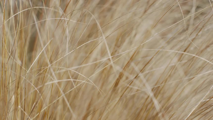The tall grass moves in the wind