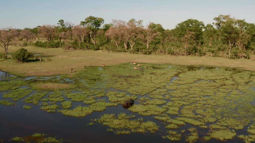 Wild animal walking through a marsh