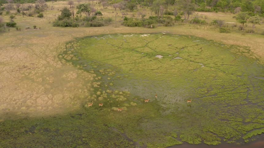Aerial view of a marsh on african savanna