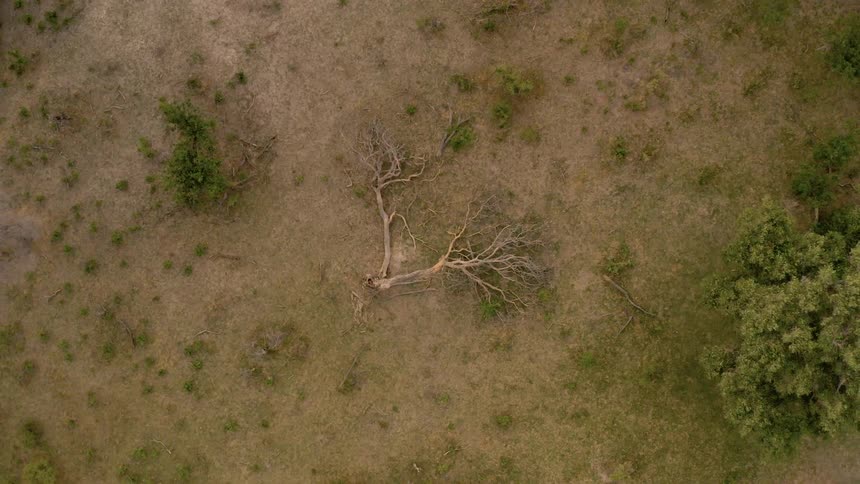 Aerial view of a fallen tree in a grassland plain