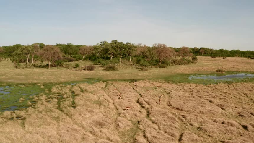 Deer walking in front of a watering hole