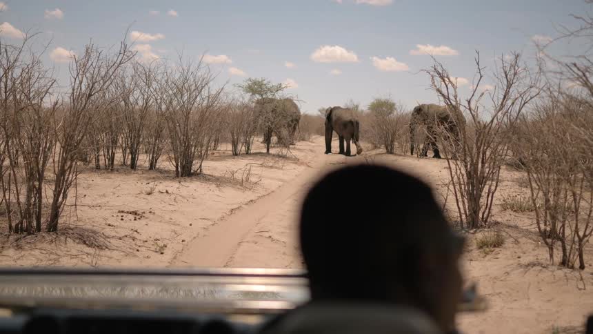 Ranger driving through dry savanna towards elephant herd