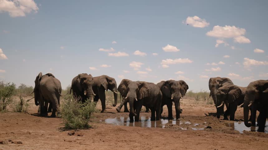 A herd of elephants in a muddy field