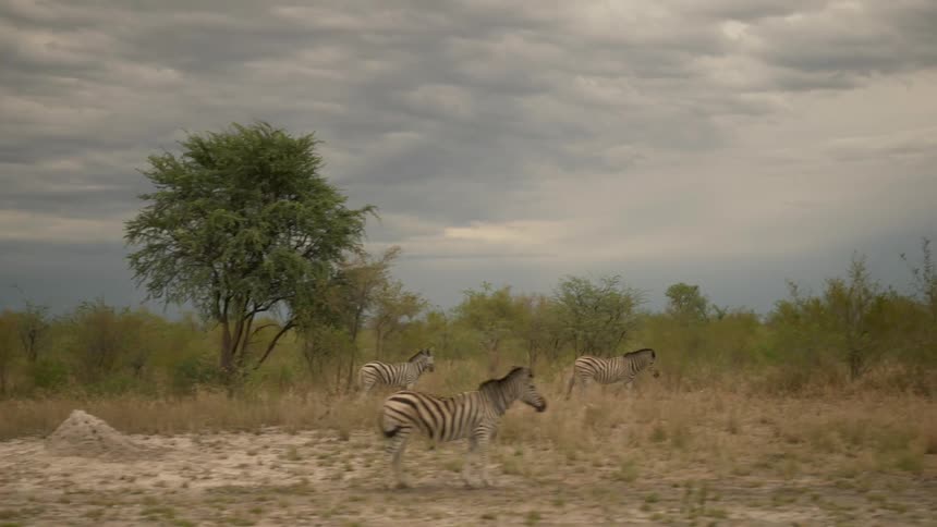 Zebras standing in a field
