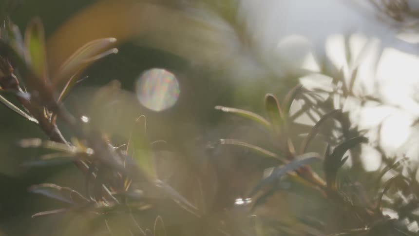 Leaf covered branches wave in the breeze on a sunny day
