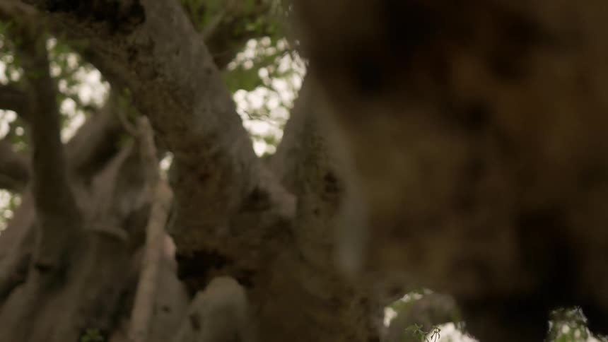 Close up of tree branches