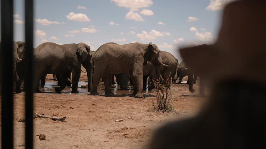 Man sitting in the car looks at a parade of elephants and calves standing on the muddy water in the open area