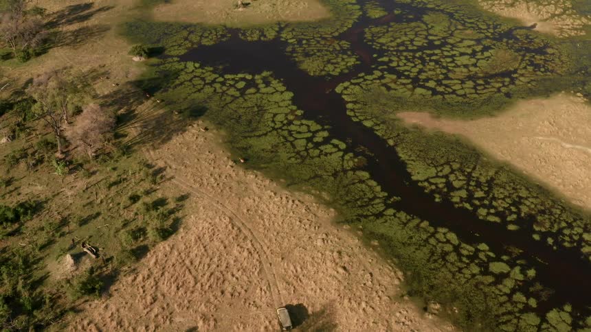 Vehicle drives through dry dusty terrain near river following wild animal herd