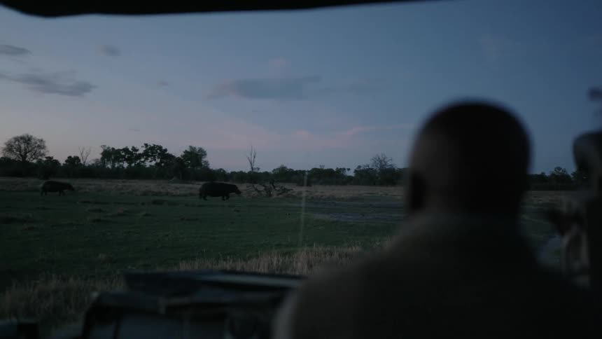 A man driving a vehicle while watching a pair of hippos move across a field