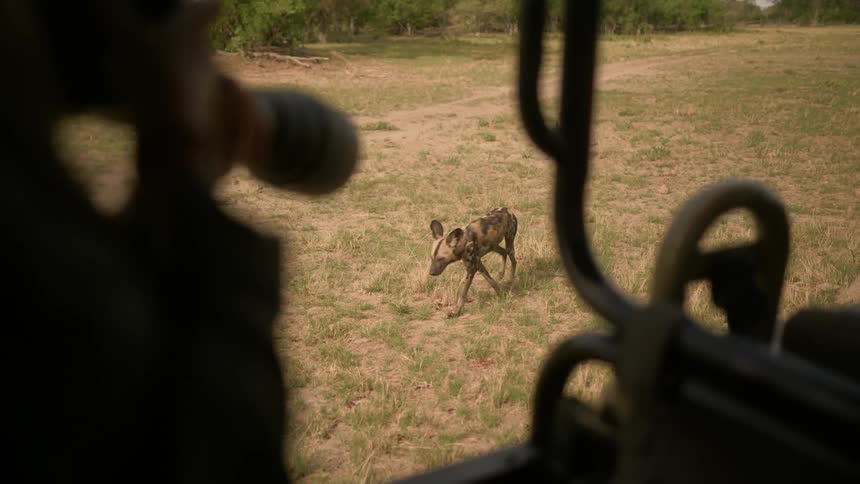 A person takes photos of animals in the wild