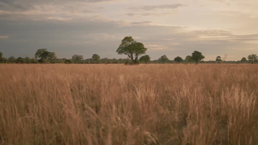 The grass is tall and yellow on the field