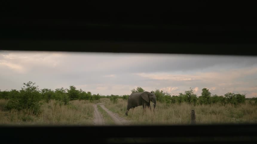 An elephant sits in the tall grass