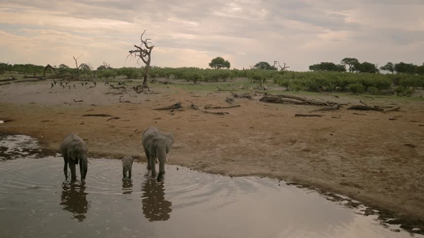 A trio of elephants walking in a watering hole in a savanna