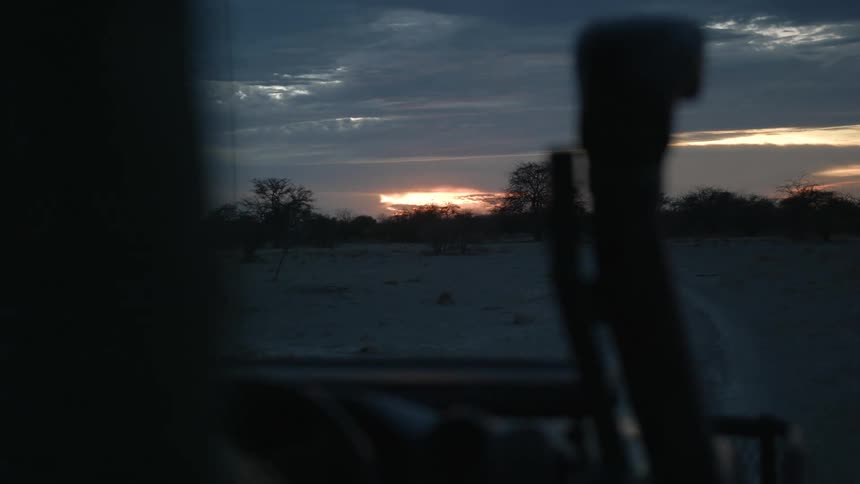 Ranger drives all terrain vehicle through african savanna at sunset