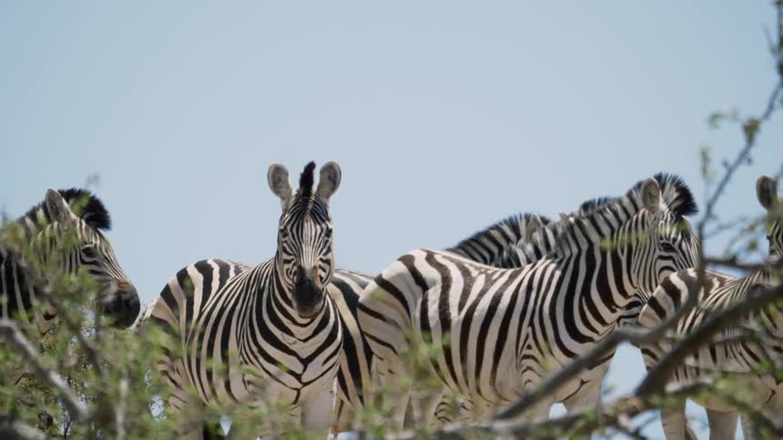 Zebras stand in the grassland
