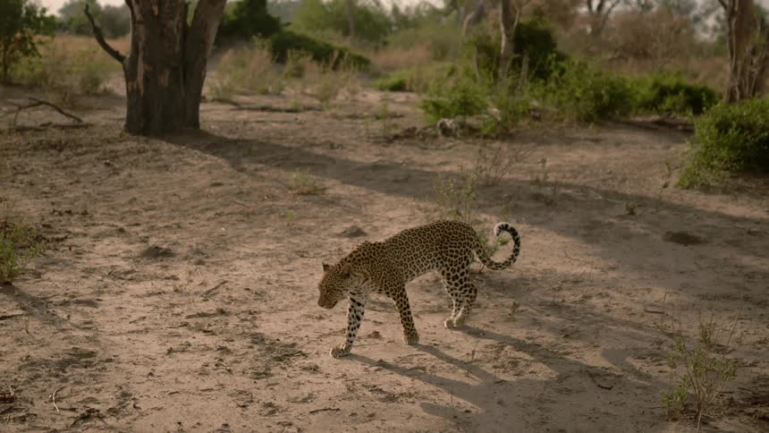 A leopard walks on dry sandy ground on a sunny day