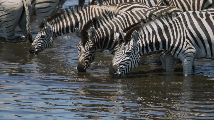 Zebras drink water from the river
