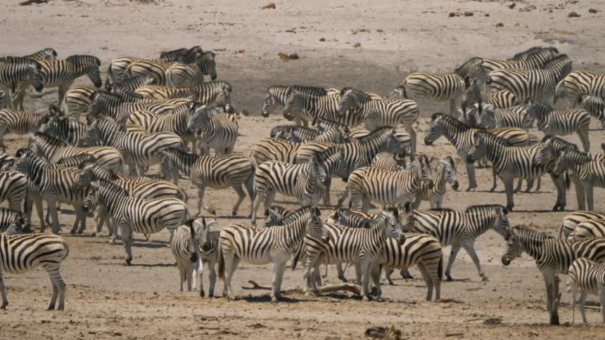 A herd of zebras stands in a desert