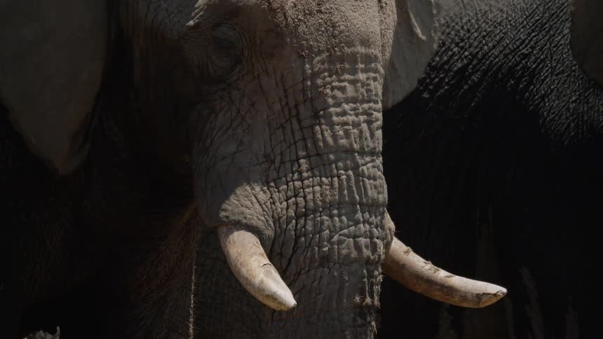 An elephant with tusks flaps its ears on a sunny day