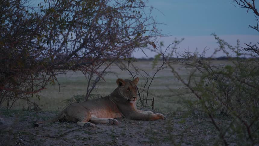 Tiger lays on the ground near the trees under a blue sky
