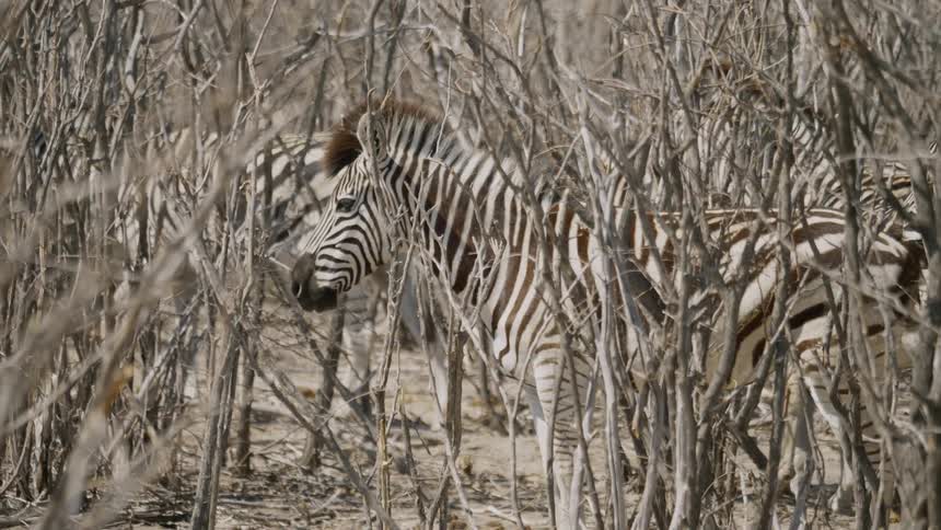 Zebras stand inthe woods