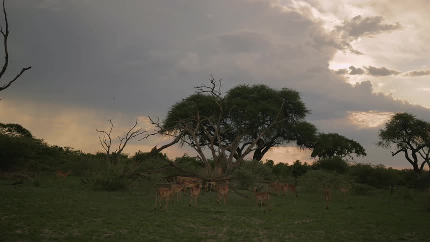 Antelope on a savanna during the evening