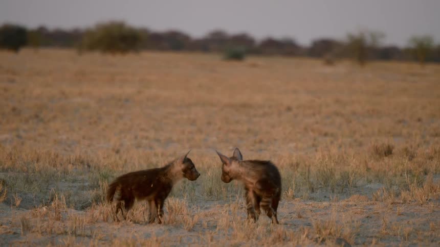 Two young hyenas standing in a field out in the wilderness