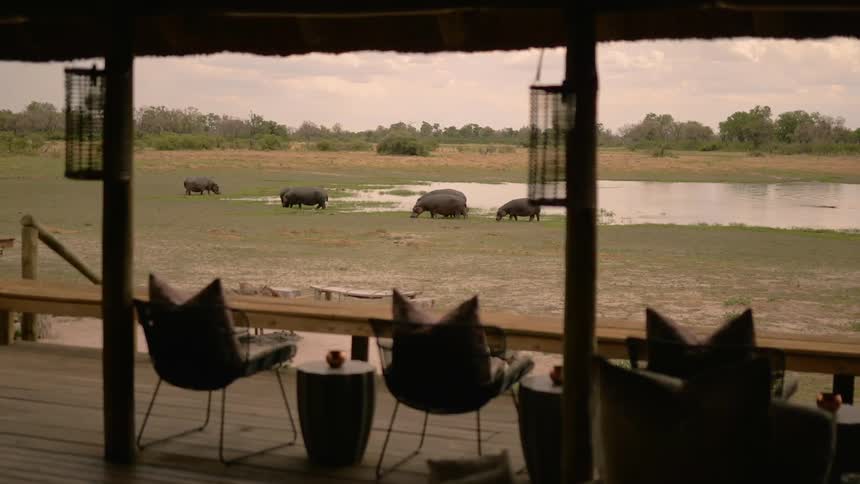 Hippos graze between river and wide house porch