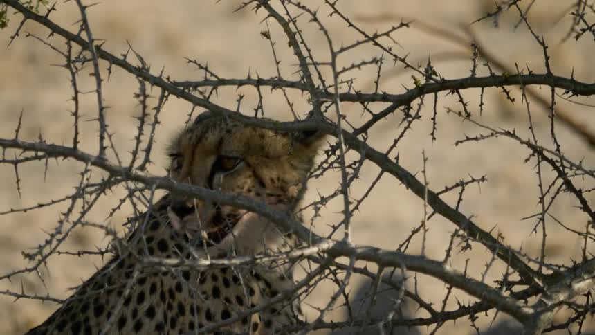 Cheetah sits panting near thorn bushes