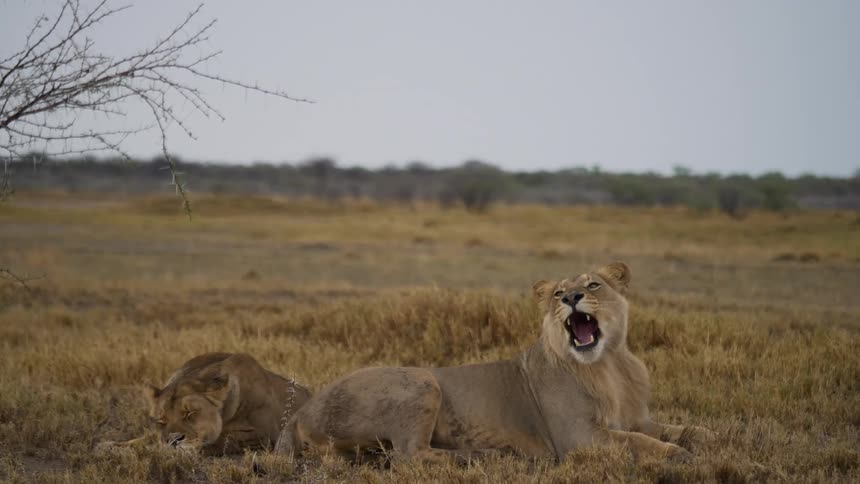 A lion lies in the field yawning as another lion lies beside her