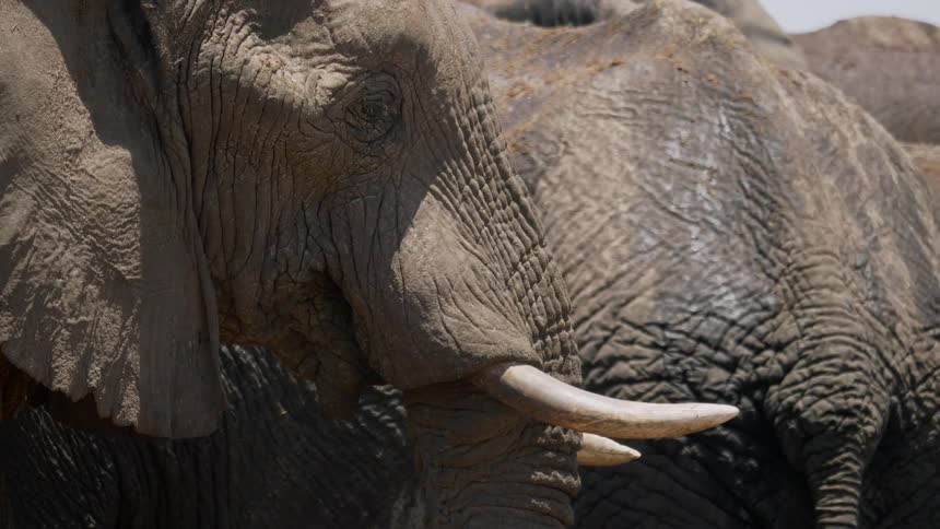 Elephants sit together