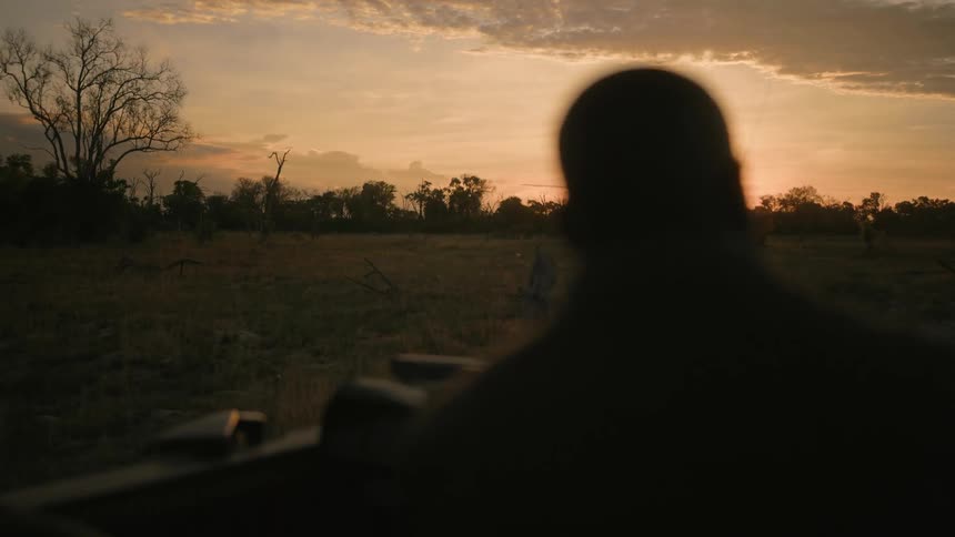Ranger drives vehicle through african savanna at sunset