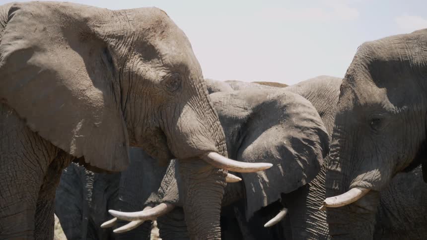 A parade of elephants stands on the dirt road in the open area