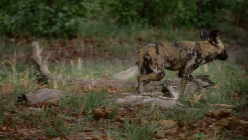 A brown hyena with black markings walking through the forest